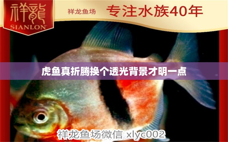 虎魚(yú)真折騰換個(gè)透光背景才明一點(diǎn) 虎魚(yú)百科 第2張