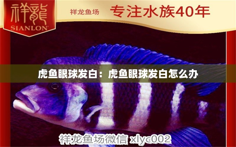 虎魚眼球發(fā)白：虎魚眼球發(fā)白怎么辦 虎魚百科 第2張