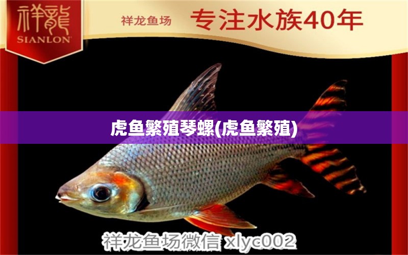 虎魚繁殖琴螺(虎魚繁殖) 虎魚百科