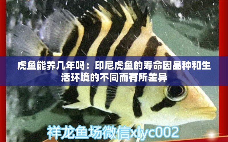 虎魚能養(yǎng)幾年嗎：印尼虎魚的壽命因品種和生活環(huán)境的不同而有所差異 虎魚百科 第2張