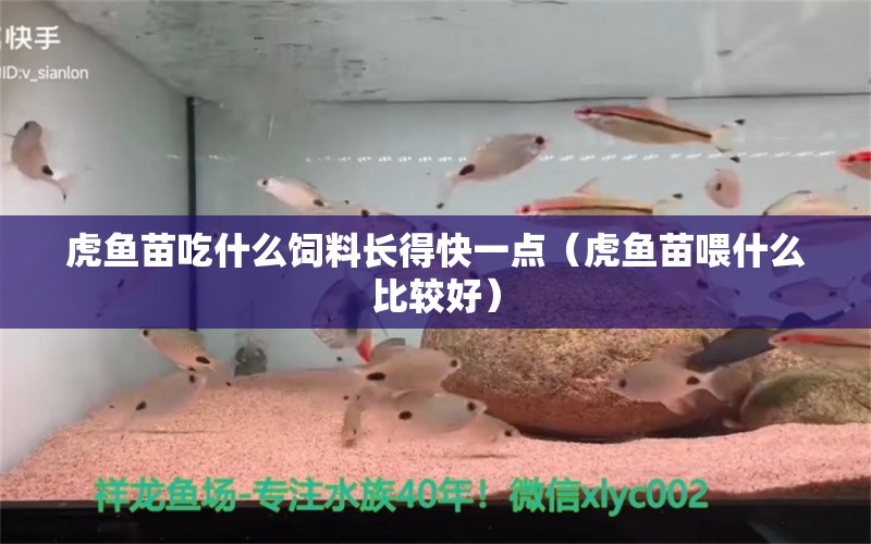 虎魚苗吃什么飼料長得快一點（虎魚苗喂什么比較好） 虎魚百科