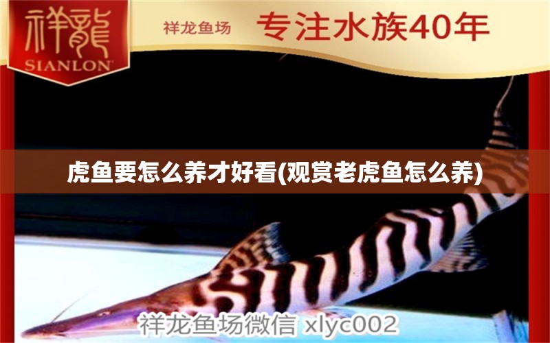 虎魚(yú)要怎么養(yǎng)才好看(觀賞老虎魚(yú)怎么養(yǎng)) 虎魚(yú)百科