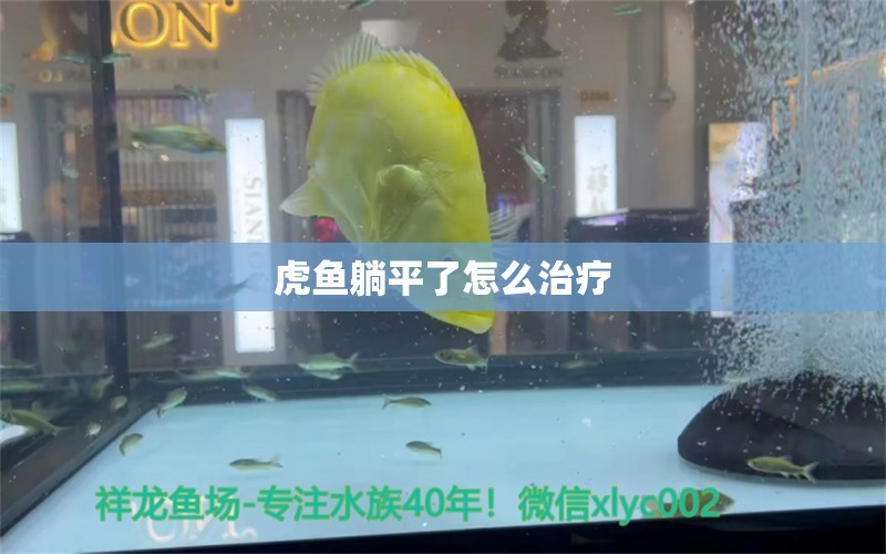 虎魚躺平了怎么治療 虎魚百科