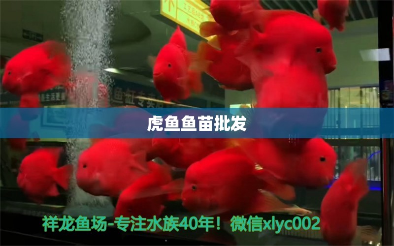 虎魚魚苗批發(fā)