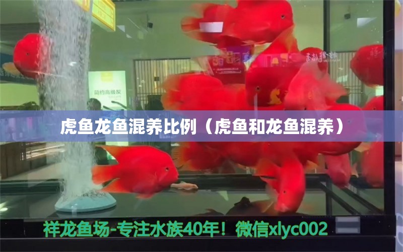 虎魚龍魚混養(yǎng)比例（虎魚和龍魚混養(yǎng)）