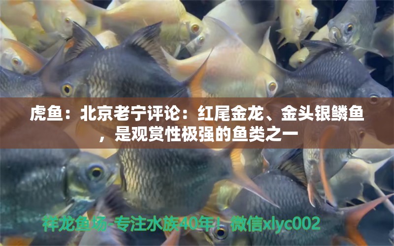 虎魚：北京老寧評(píng)論：紅尾金龍、金頭銀鱗魚，是觀賞性極強(qiáng)的魚類之一 觀賞魚論壇 第3張