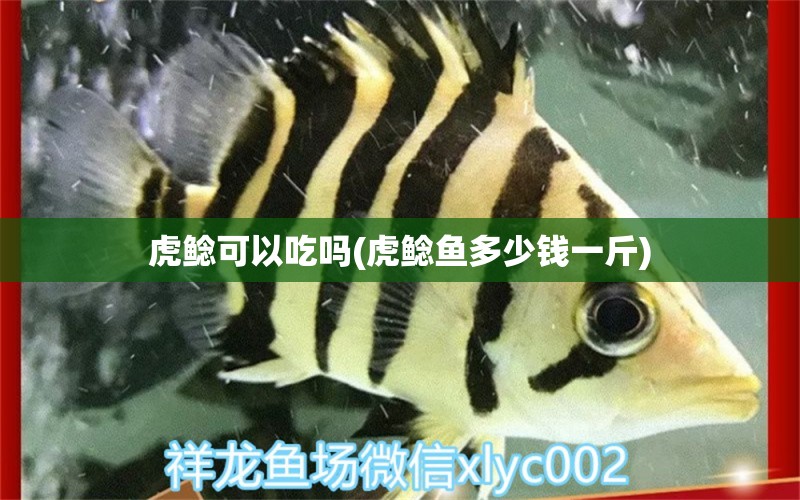 虎鯰可以吃嗎(虎鯰魚多少錢一斤) 觀賞魚 第1張