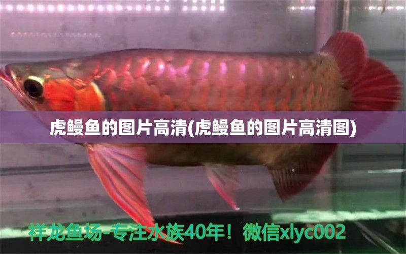 虎鰻魚的圖片高清(虎鰻魚的圖片高清圖) 星點(diǎn)金龍魚