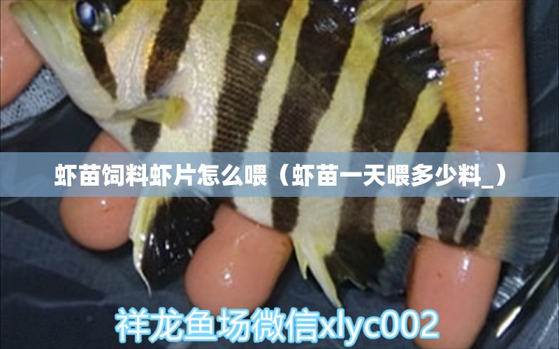 蝦苗飼料蝦片怎么喂（蝦苗一天喂多少料_） 大嘴鯨魚