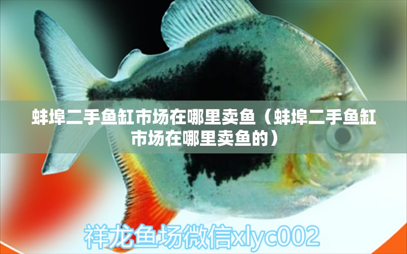 蚌埠二手魚缸市場在哪里賣魚（蚌埠二手魚缸市場在哪里賣魚的）