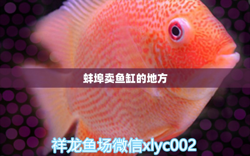 蚌埠賣魚缸的地方