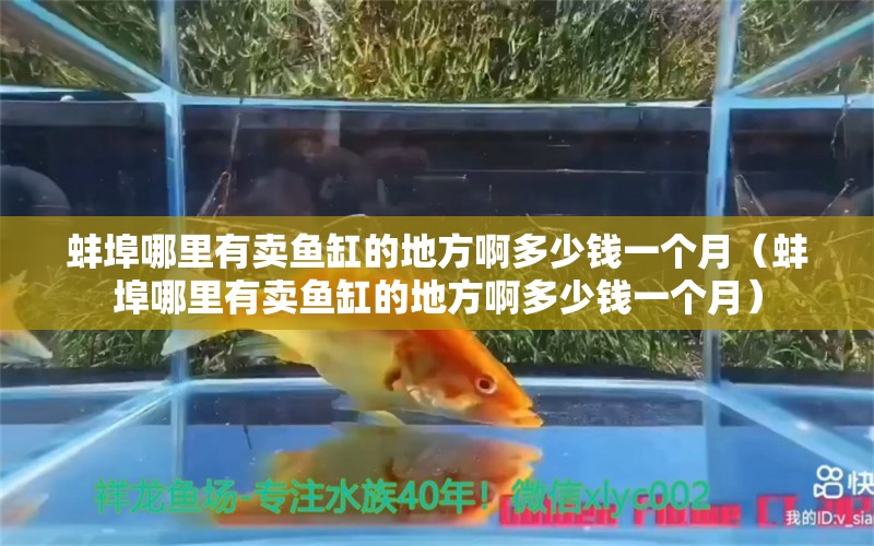 蚌埠哪里有賣魚缸的地方啊多少錢一個月（蚌埠哪里有賣魚缸的地方啊多少錢一個月） 祥龍水族醫(yī)院