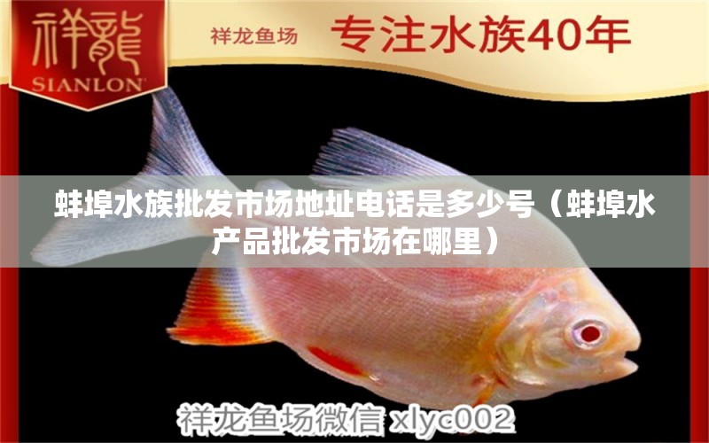 蚌埠水族批發(fā)市場(chǎng)地址電話是多少號(hào)（蚌埠水產(chǎn)品批發(fā)市場(chǎng)在哪里） 玫瑰銀版魚