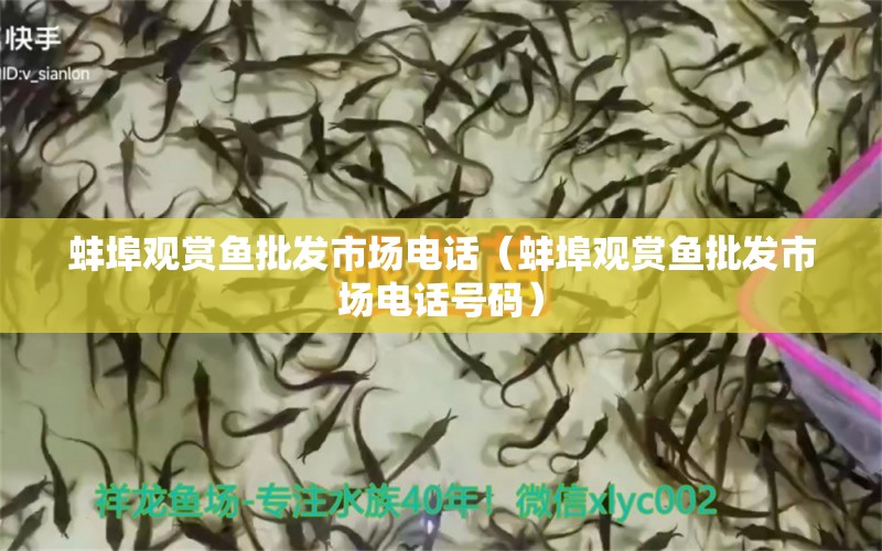 蚌埠觀賞魚批發(fā)市場電話（蚌埠觀賞魚批發(fā)市場電話號碼）