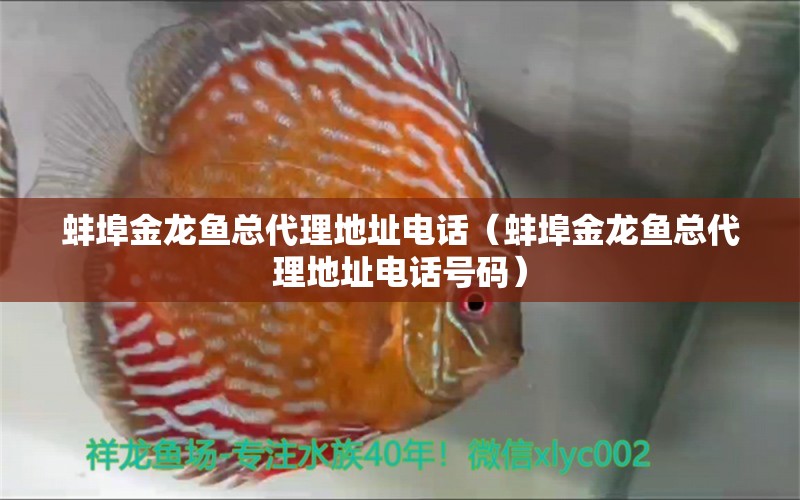 蚌埠金龍魚(yú)總代理地址電話（蚌埠金龍魚(yú)總代理地址電話號(hào)碼）