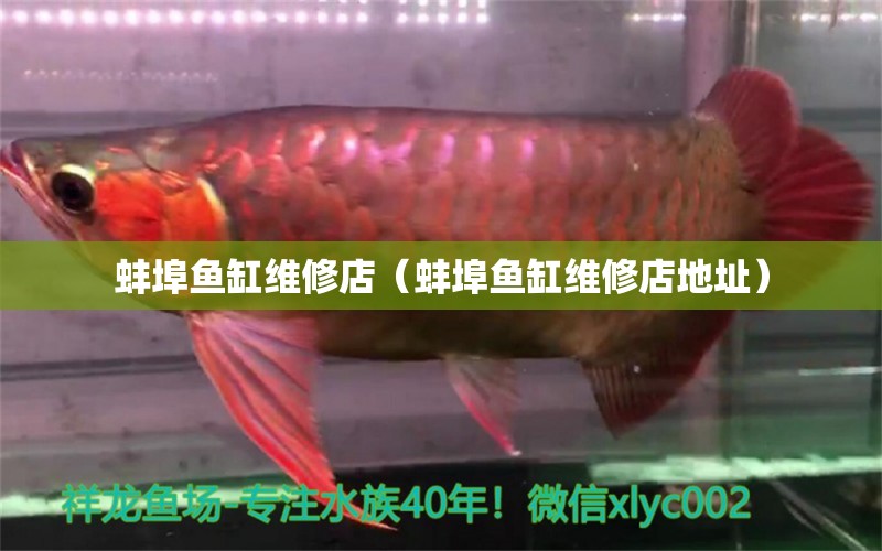 蚌埠魚缸維修店（蚌埠魚缸維修店地址） 觀賞魚市場（混養(yǎng)魚）