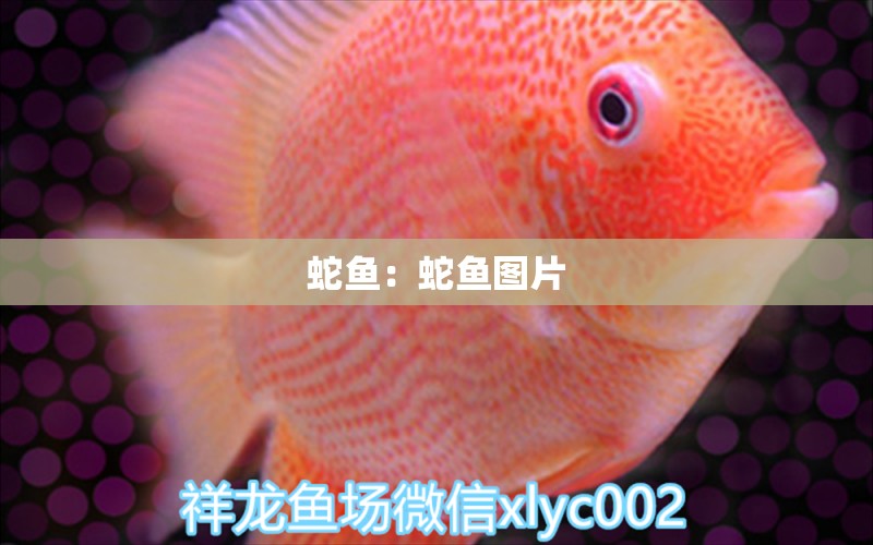 蛇魚(yú)：蛇魚(yú)圖片 水族用品