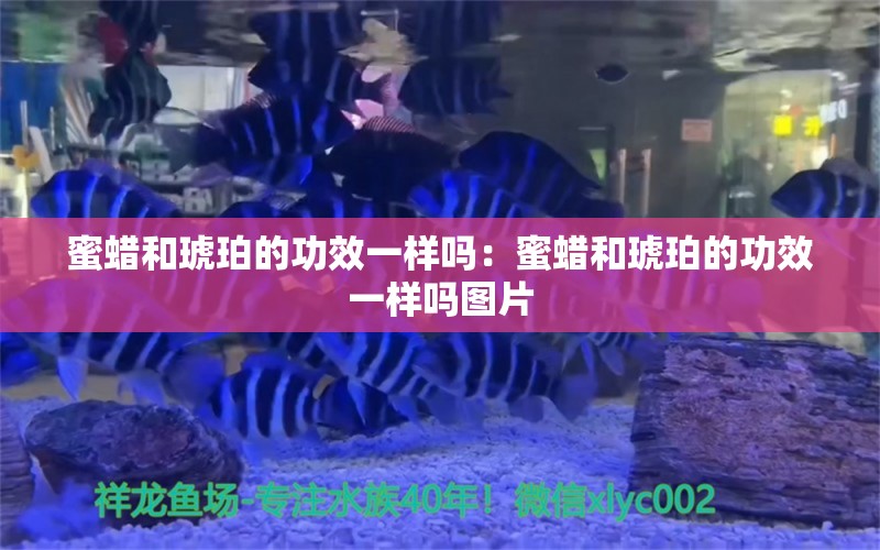 蜜蠟和琥珀的功效一樣嗎：蜜蠟和琥珀的功效一樣嗎圖片