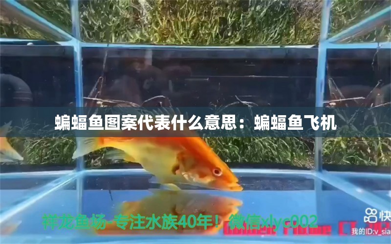 蝙蝠魚圖案代表什么意思：蝙蝠魚飛機(jī)