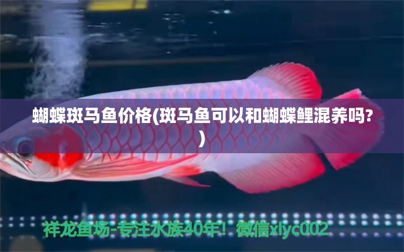 蝴蝶斑馬魚價格(斑馬魚可以和蝴蝶鯉混養(yǎng)嗎?) 蝴蝶鯉 第1張