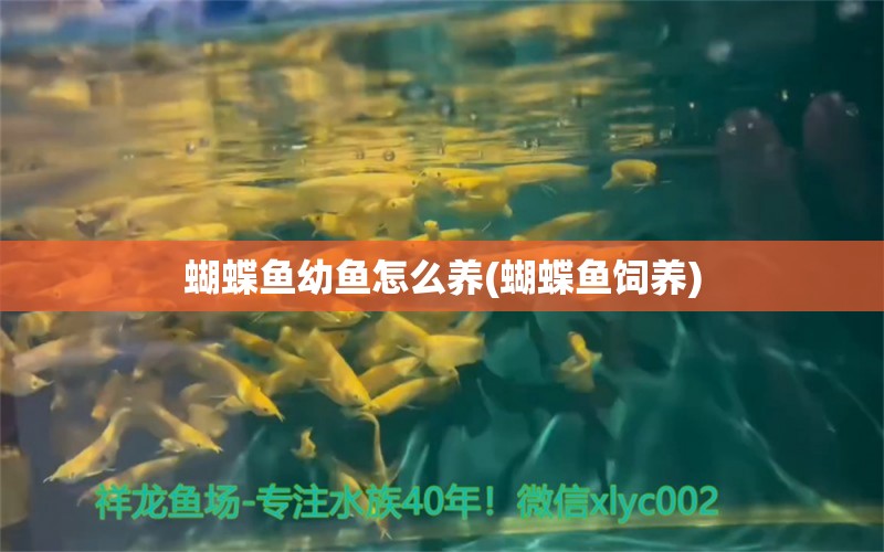 蝴蝶魚幼魚怎么養(yǎng)(蝴蝶魚飼養(yǎng))