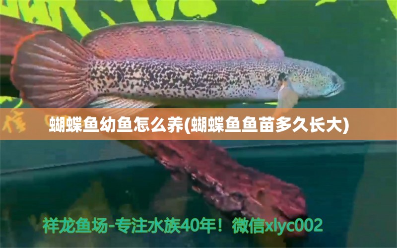 蝴蝶魚幼魚怎么養(yǎng)(蝴蝶魚魚苗多久長大)