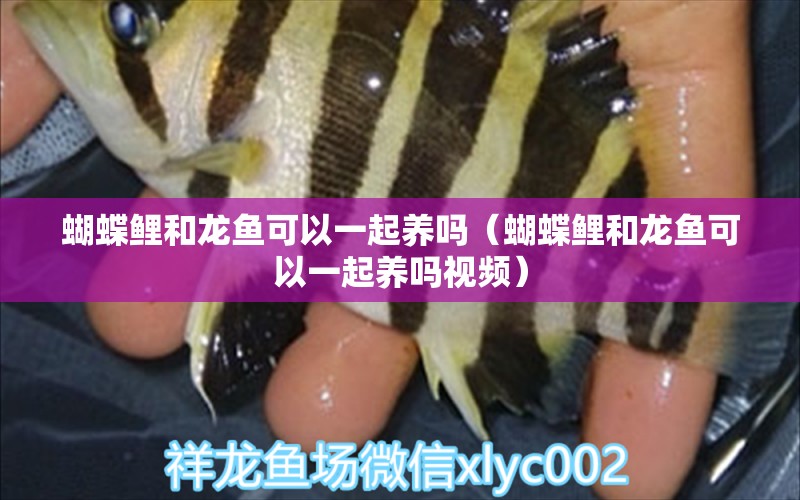 蝴蝶鯉和龍魚可以一起養(yǎng)嗎（蝴蝶鯉和龍魚可以一起養(yǎng)嗎視頻）