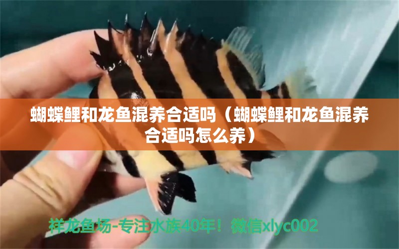 蝴蝶鯉和龍魚混養(yǎng)合適嗎（蝴蝶鯉和龍魚混養(yǎng)合適嗎怎么養(yǎng)） 蝴蝶鯉