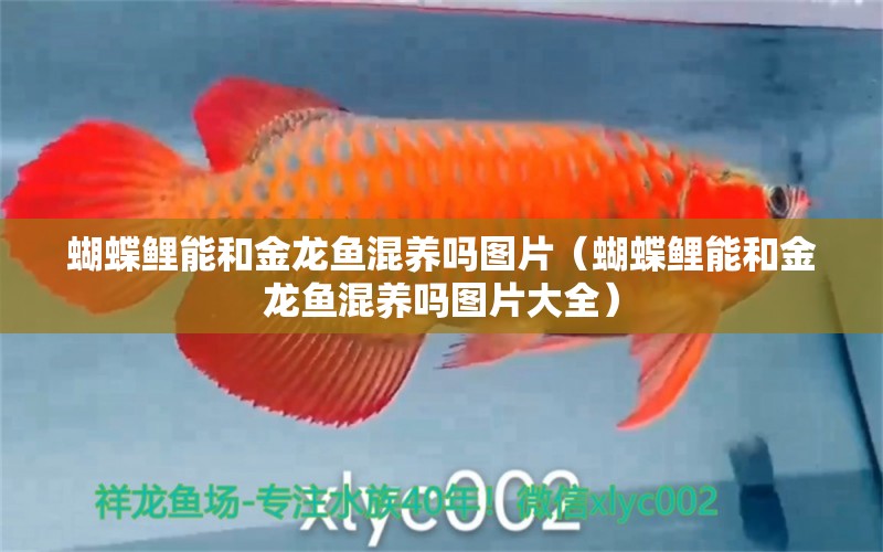 蝴蝶鯉能和金龍魚(yú)混養(yǎng)嗎圖片（蝴蝶鯉能和金龍魚(yú)混養(yǎng)嗎圖片大全）