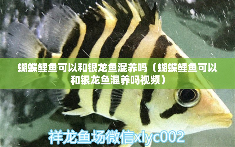 蝴蝶鯉魚可以和銀龍魚混養(yǎng)嗎（蝴蝶鯉魚可以和銀龍魚混養(yǎng)嗎視頻） 蝴蝶鯉