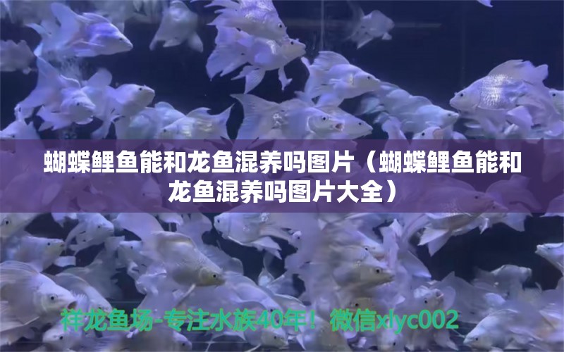 蝴蝶鯉魚能和龍魚混養(yǎng)嗎圖片（蝴蝶鯉魚能和龍魚混養(yǎng)嗎圖片大全）