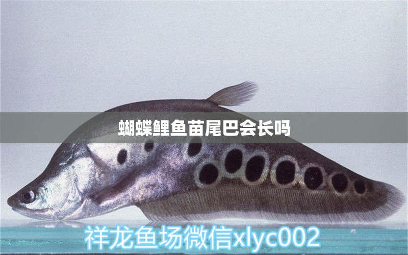 蝴蝶鯉魚(yú)苗尾巴會(huì)長(zhǎng)嗎