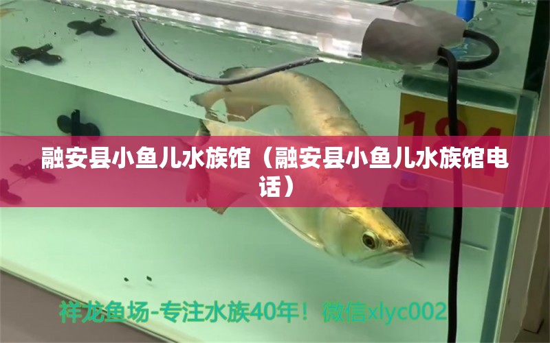 融安縣小魚兒水族館（融安縣小魚兒水族館電話）