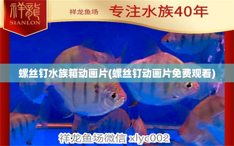 螺絲釘水族箱動畫片(螺絲釘動畫片免費觀看) 魚缸/水族箱