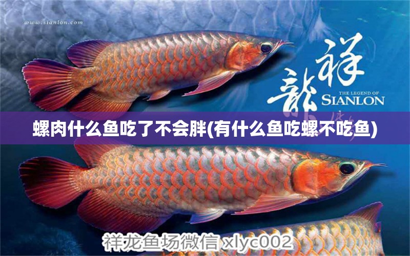 螺肉什么魚吃了不會胖(有什么魚吃螺不吃魚) 泰國虎魚