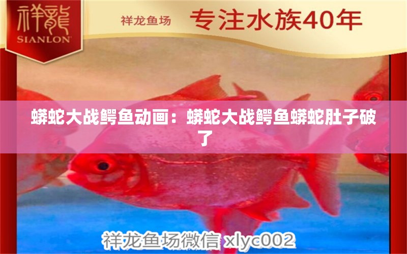 蟒蛇大戰(zhàn)鱷魚動畫：蟒蛇大戰(zhàn)鱷魚蟒蛇肚子破了