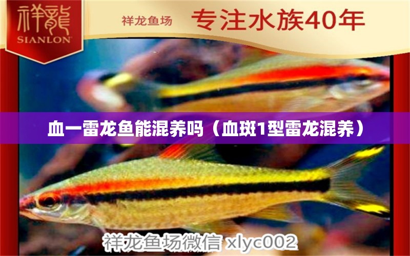 血一雷龍魚(yú)能混養(yǎng)嗎（血斑1型雷龍混養(yǎng)） 龍鳳鯉魚(yú)