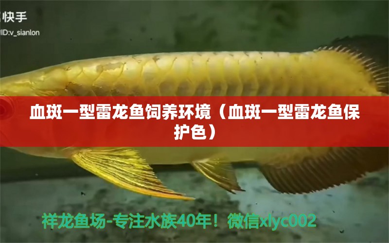 血斑一型雷龍魚飼養(yǎng)環(huán)境（血斑一型雷龍魚保護色）