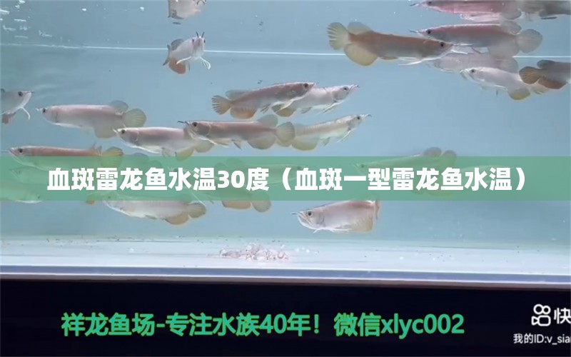 血斑雷龍魚(yú)水溫30度（血斑一型雷龍魚(yú)水溫） 祥龍魚(yú)場(chǎng)