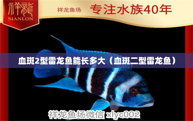 血斑2型雷龍魚能長多大（血斑二型雷龍魚） 廣州龍魚批發(fā)市場