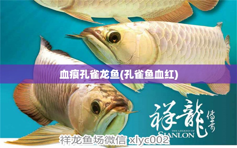 血痕孔雀龍魚(孔雀魚血紅) 黃金眼鏡蛇雷龍魚