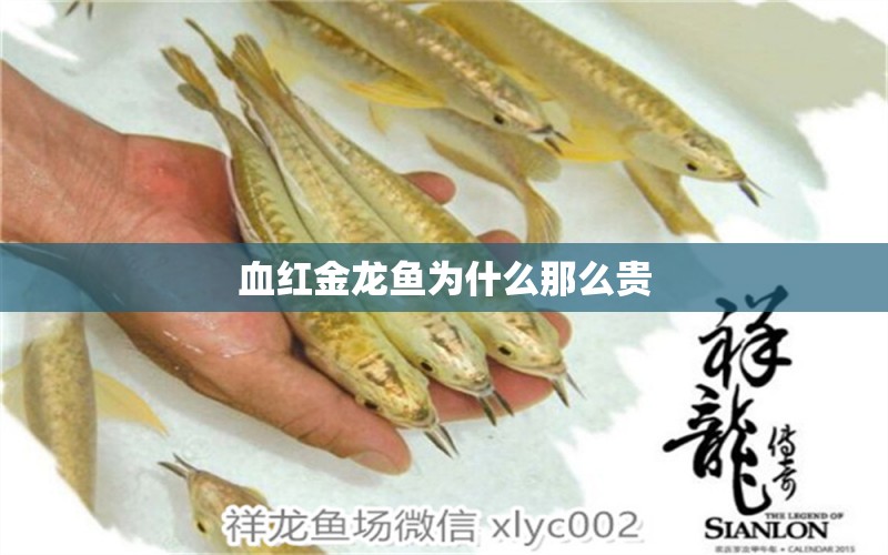 血紅金龍魚為什么那么貴