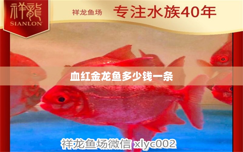 血紅金龍魚多少錢一條