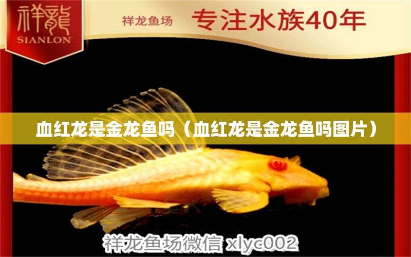 血紅龍是金龍魚嗎（血紅龍是金龍魚嗎圖片）