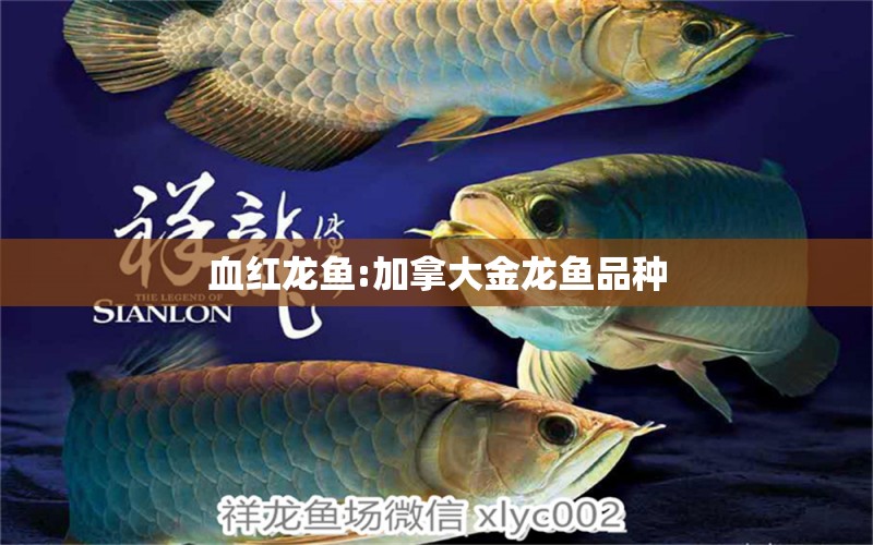 血紅龍魚:加拿大金龍魚品種 超血紅龍魚 第1張