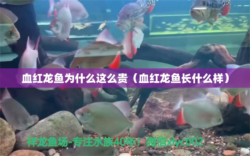 血紅龍魚為什么這么貴（血紅龍魚長什么樣） 祥龍水族醫(yī)院