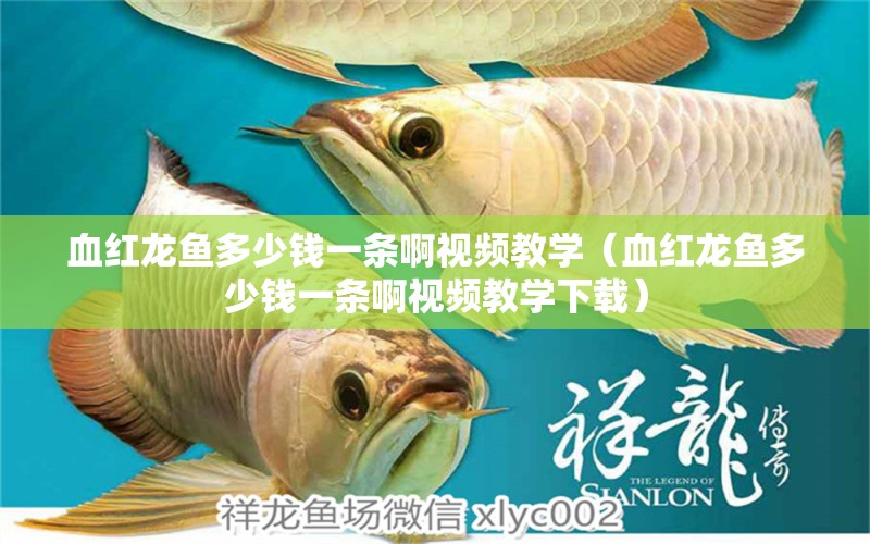 血紅龍魚多少錢一條啊視頻教學(xué)（血紅龍魚多少錢一條啊視頻教學(xué)下載） 龍魚百科