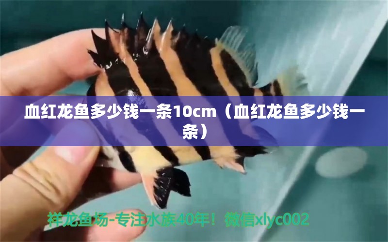 血紅龍魚(yú)多少錢一條10cm（血紅龍魚(yú)多少錢一條）