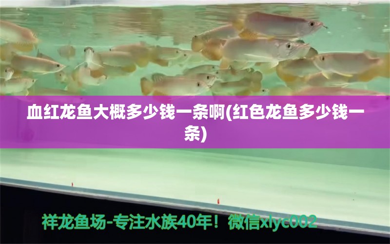 血紅龍魚大概多少錢一條啊(紅色龍魚多少錢一條) 恐龍王魚 第1張