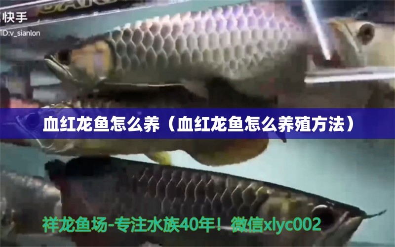 血紅龍魚怎么養(yǎng)（血紅龍魚怎么養(yǎng)殖方法） 印尼紅龍魚